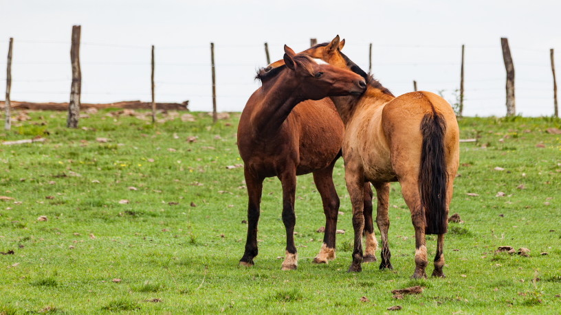 Raça, legado e tecnologia — Aldo Vendramin comenta como os leilões e avanços genéticos consolidam o sucesso do criatório nacional.